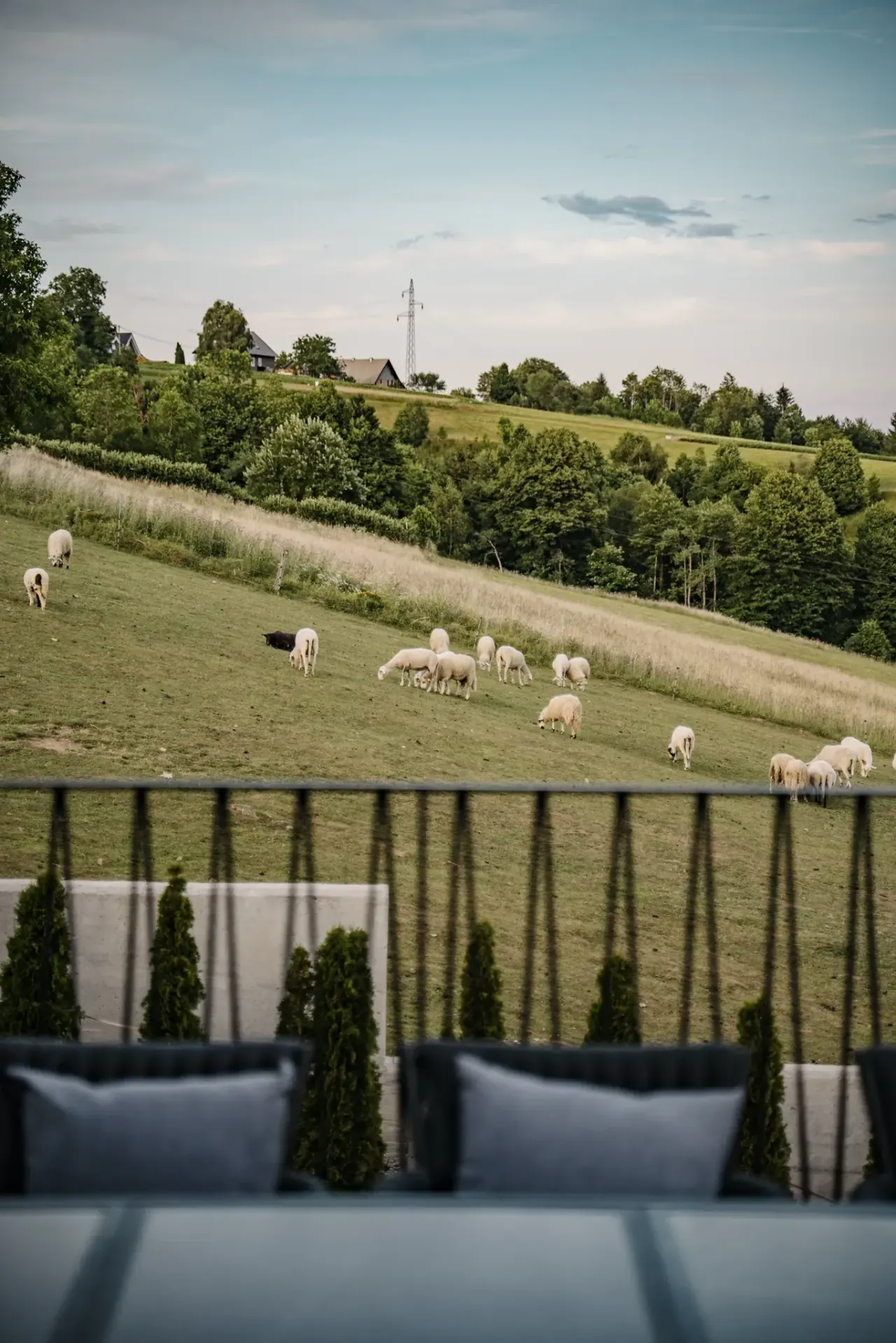 Sheep grazing the meadow just beyond the property railing