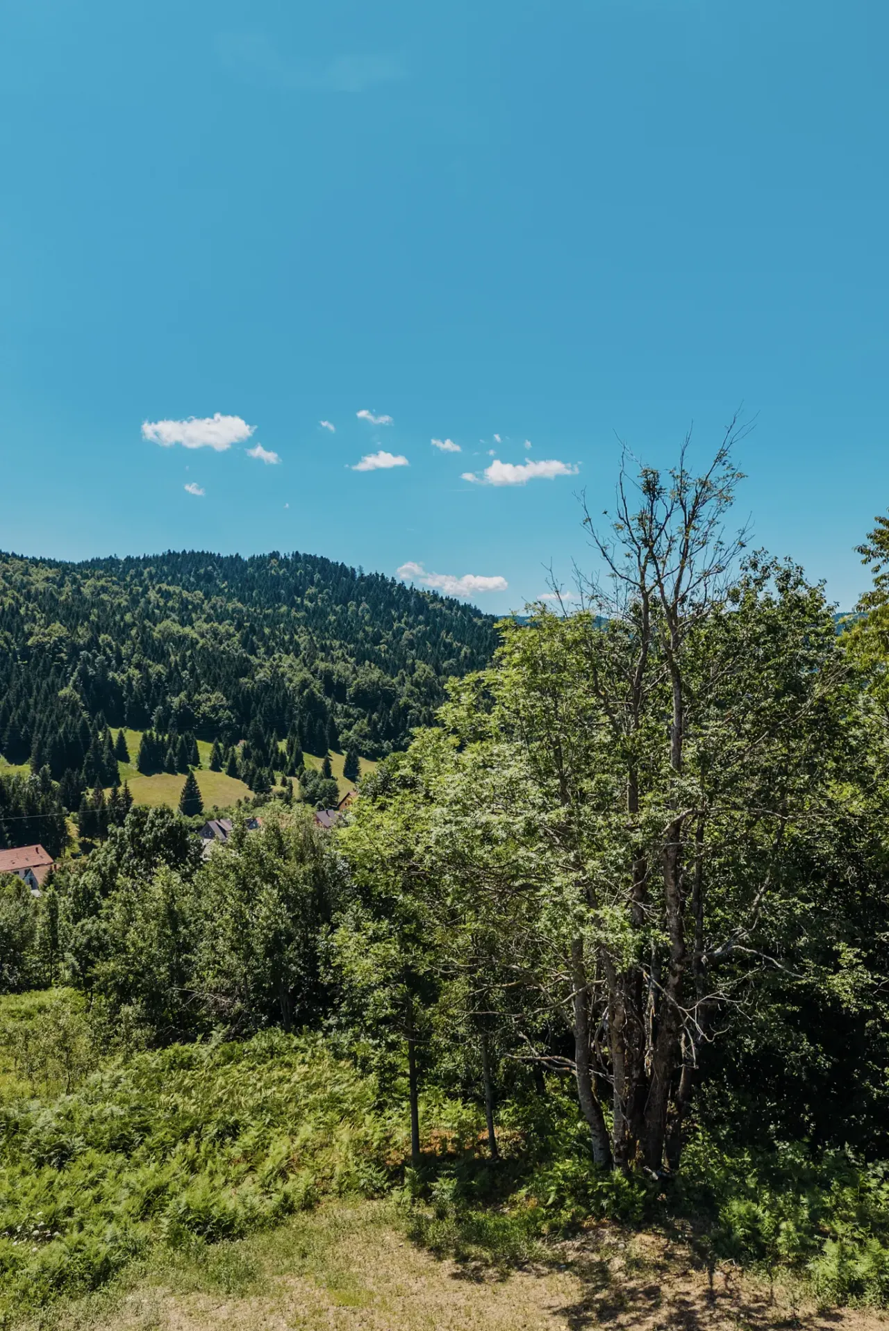 Gusta smrekova šuma prekriva obronke Gorskog kotara